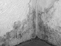 Mold grows on the wall in the basement of an off-campus house. It often grows in warm, moist areas.